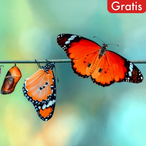 Recursos gratuitos de Constelaciones Familiares y enfoque sistémico — Zēntrum Madrid